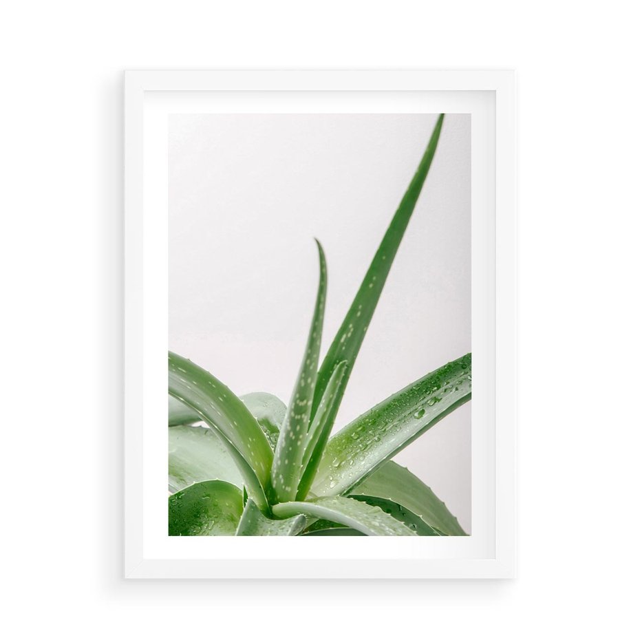 Plakat w ramie 50x70 - Zielone Piękno - aloes, liście - rama biała