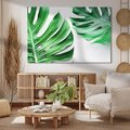Obraz na płótnie 70x50 - Monstera - Liście Kwiaty - monstera, liście