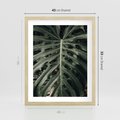 Plakat w ramie 40x50 - Majestatyczny Liść Monstery - liść monstery, majestatyczny liść - rama drewno