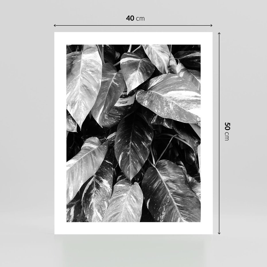 Plakat bez ramy 40x50 - Liście w Czarno-Białej Fotografii - liście, roślina