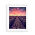 Plakat w ramie 40x50 - Różowe Niebo nad Polami - pola lawendy, zachód słońca - rama biała