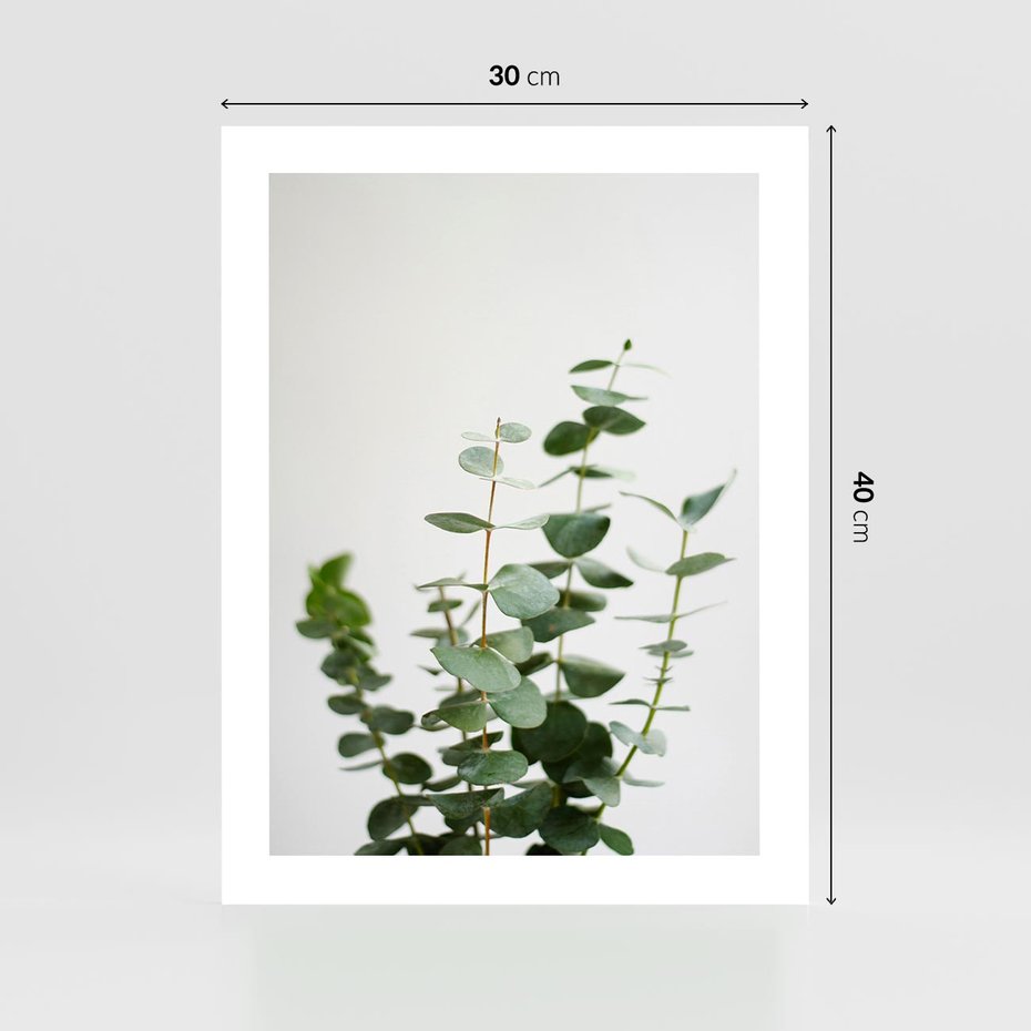 Plakat bez ramy 30x40 - Żywa eukaliptusowa zieleń - eukaliptus, zielone