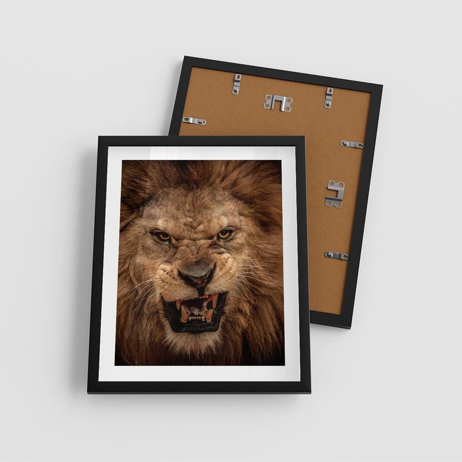 Plakat w ramie 40x50 - Władca Sawanny - lew, sawanna - rama czarna