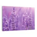 Obraz na płótnie 70x50 - Fioletowa harmonia lawendy - lawenda, fiolet