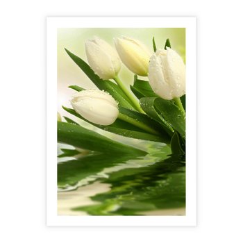 Plakat bez ramy 30x40 - Białe Piękno - białe, tulipany