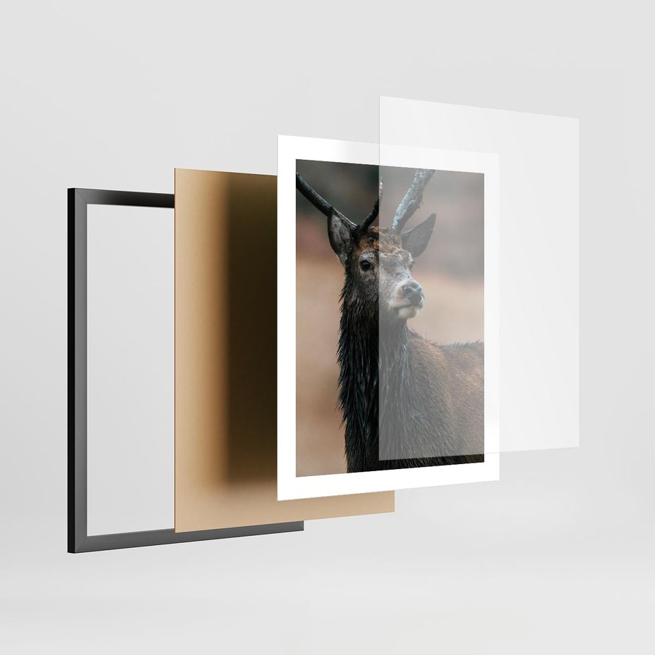 Plakat w ramie 40x50 - Spokojny jeleń - jeleń, las - rama czarna