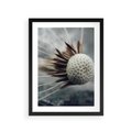 Plakat w ramie 30x40 - Makro Dmuchawiec - dmuchawiec, zbliżenie - rama czarna