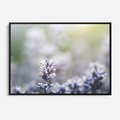 Obraz w ramie 70x50 - Delikatna Uroda Natury - wrzosy, fiolet - rama czarna