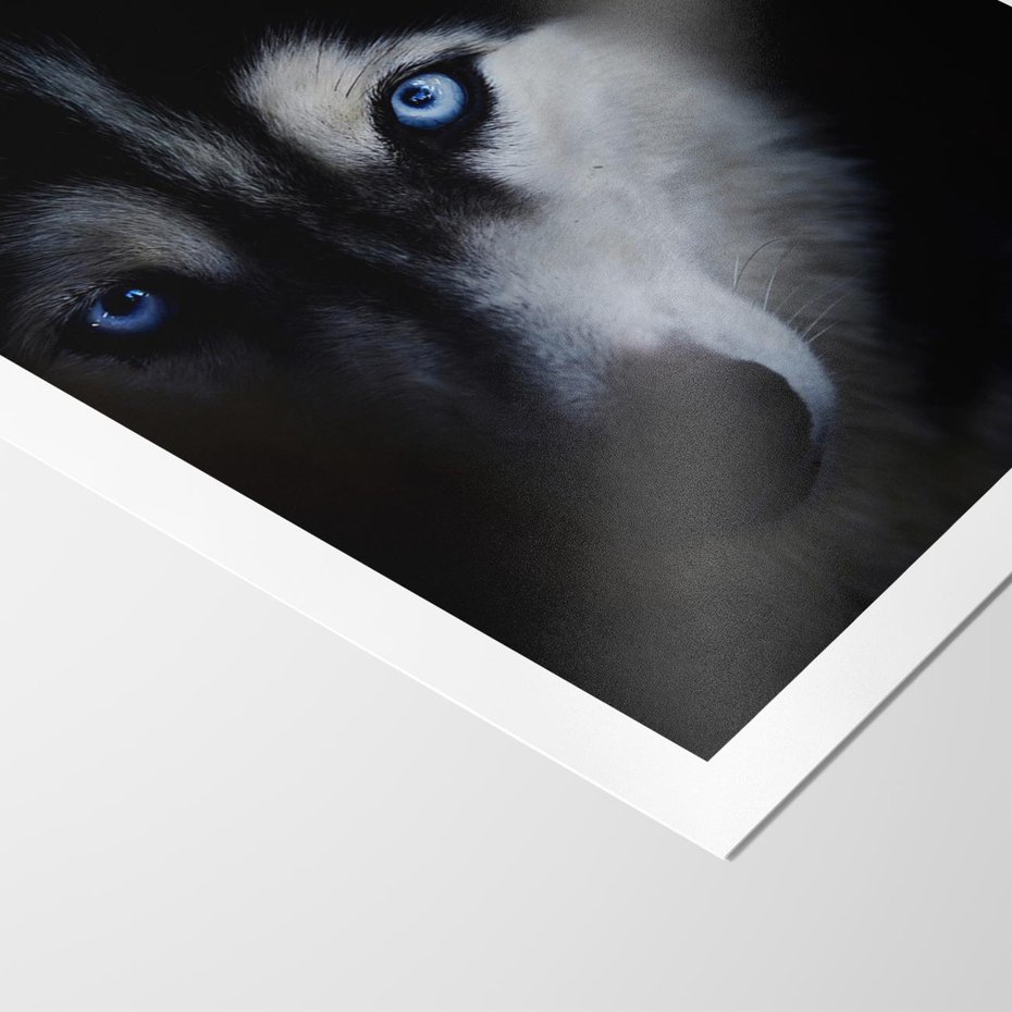 Plakat bez ramy 30x40 - Wilk i husky: siła przyjaźni - wilk, husky