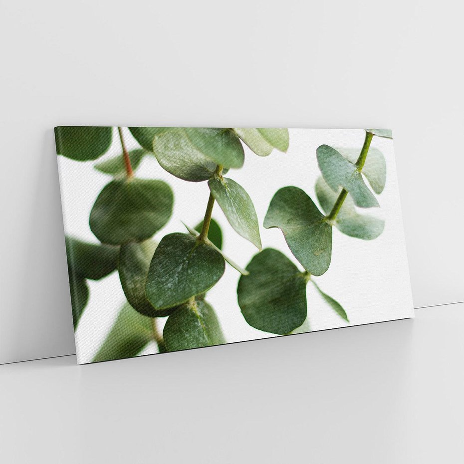 Obraz na płótnie 140x70 - Zielone eukaliptusy - eukaliptus, liście