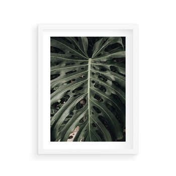 Plakat w ramie 40x50 - Majestatyczny Liść Monstery - liść monstery, majestatyczny liść - rama biała