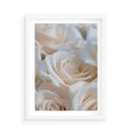 Plakat w ramie 50x70 - Białe róże piękności - białe, róże - rama biała