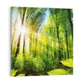 Obraz na płótnie 70x70 - Magia Leśnej Przyrody - las, drzewa