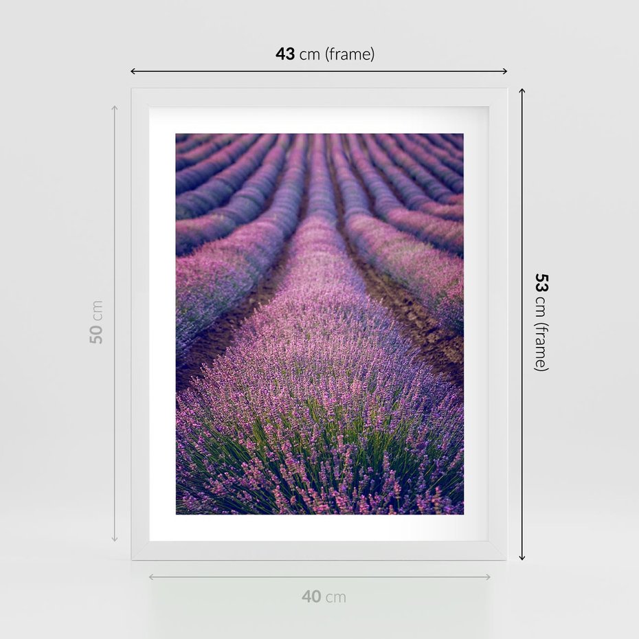 Plakat w ramie 40x50 - Pole Lawendy w Pełnej Krasie - pole lawendy, kompozycja - rama biała
