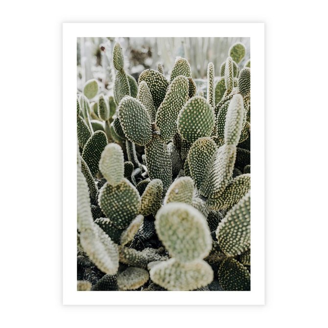 Plakat bez ramy 21x30 - Kaktusowa Harmonia - kaktusy, fotografia