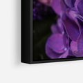 Obraz w ramie 70x50 - Fioletowa hortensja - kwiaty, hortensja - rama czarna