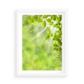 Plakat w ramie 50x70 - Zielone liście natury - liści, zieleń - rama biała
