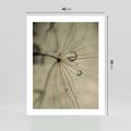Plakat bez ramy 40x50 - Delikatność dmuchawców - dmuchawce, krople