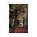 Plakat bez ramy 50x70 - Spacer po Leśnej Drodze - ścieżka w lesie, jesień suche liście