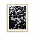 Plakat w ramie 50x70 - Białe Kwiaty na Kwitnącym Krzewie - białe kwiaty, kwitnący krzew - rama drewno