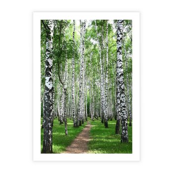 Plakat bez ramy 50x70 - Magia lasu pełnego brzóz - las, brzozy