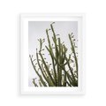 Plakat w ramie 40x50 - Ekskluzywna Roślinność - kaktusy, liście - rama biała