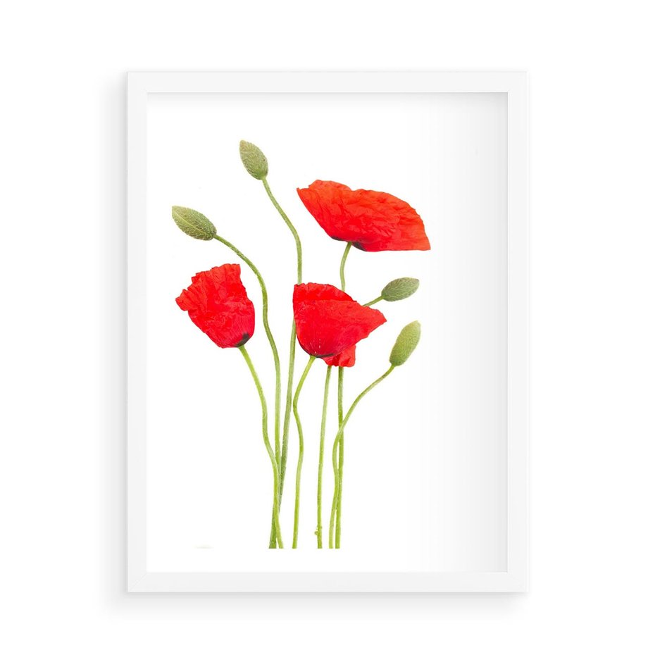 Plakat w ramie 50x70 - Pola maków w pełnym kolorze - maki, kwiaty - rama biała