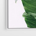 Obraz w ramie 80x80 - Zielone liście monstery - liście, monstera - rama biała