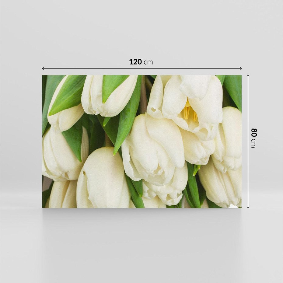 Obraz na płótnie 120x80 - Białe tulipany w pełnym rozkwicie - białe, tulipany