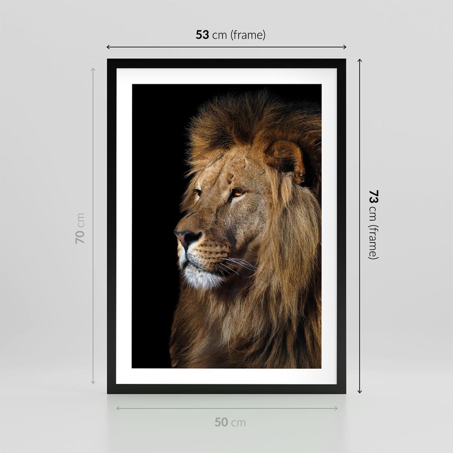 Plakat w ramie 50x70 - Władca Dzikiej Przyrody - lew, król - rama czarna