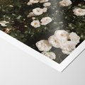 Plakat bez ramy 40x50 - Czyste Piękno - białe kwiaty, białe róże
