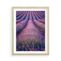 Plakat w ramie 50x70 - Pole Lawendy w Pełnej Krasie - pole lawendy, kompozycja - rama drewno