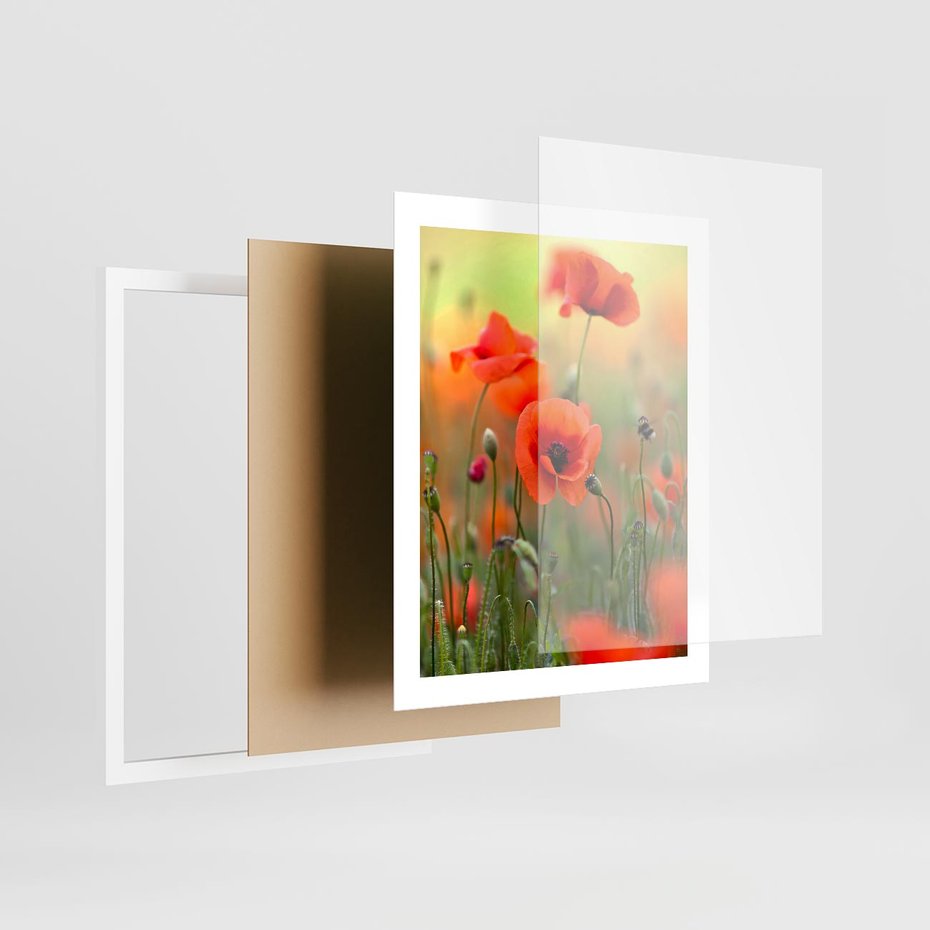 Plakat w ramie 40x50 - Makowa Pasja - maki, kwiaty - rama biała