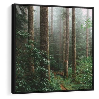 Obraz w ramie 50x50 - Mgliste Marzenia - artystyczna fotografia, las - rama czarna