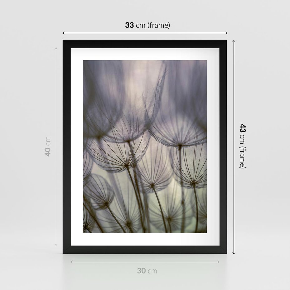 Plakat w ramie 30x40 - Makro dmuchawiec - piękno drobnych detali - dmuchawce, makro - rama czarna