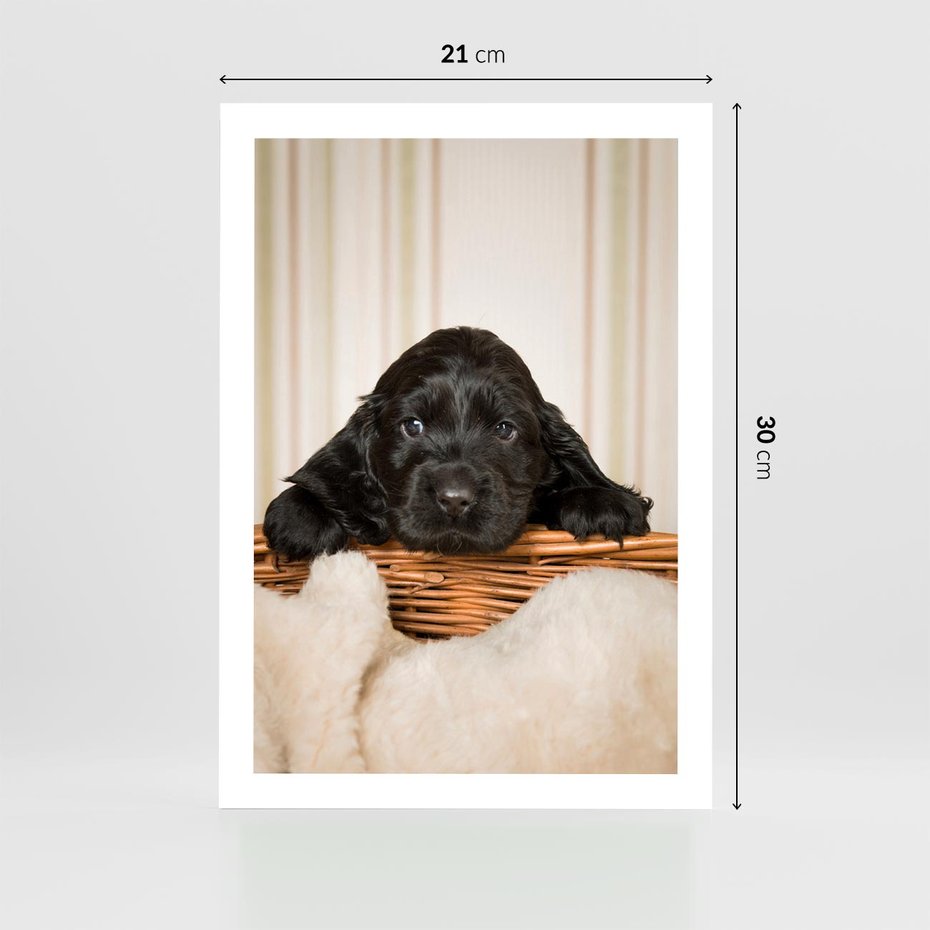 Plakat bez ramy 21x30 - Uroczy szczeniak w akcji - piesek, szczeniak