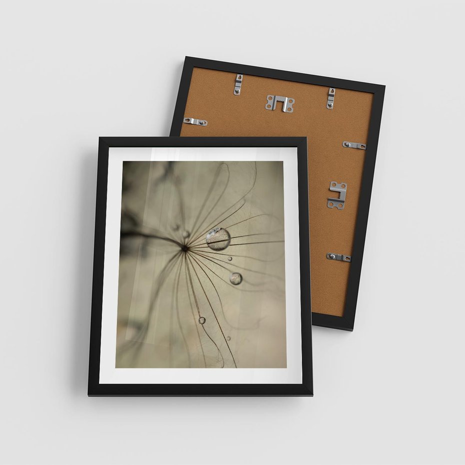 Plakat w ramie 40x50 - Delikatność dmuchawców - dmuchawce, krople - rama czarna