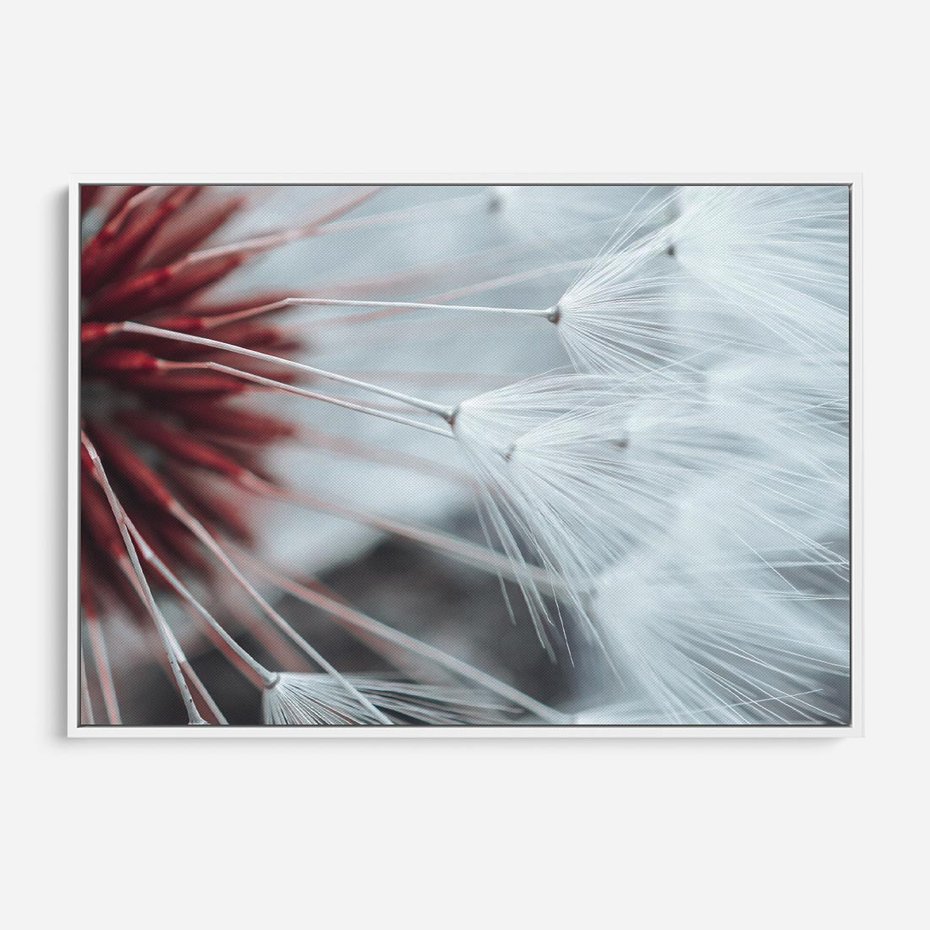 Obraz w ramie 70x50 - Makro świat dmuchawca - dmuchawiec, makro - rama biała