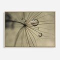 Obraz w ramie 70x50 - Delikatność dmuchawców - dmuchawce, krople - rama drewno