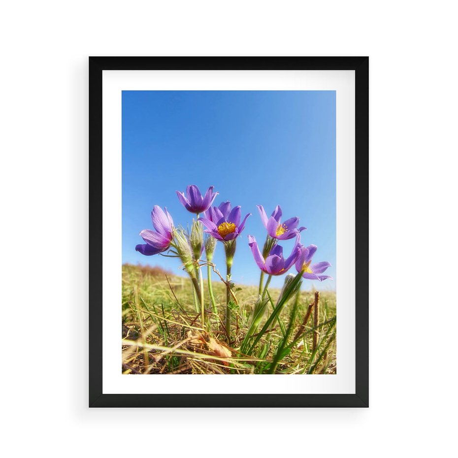 Plakat w ramie 40x50 - Kwiatowa siła łąki - kwiaty, łąka - rama czarna