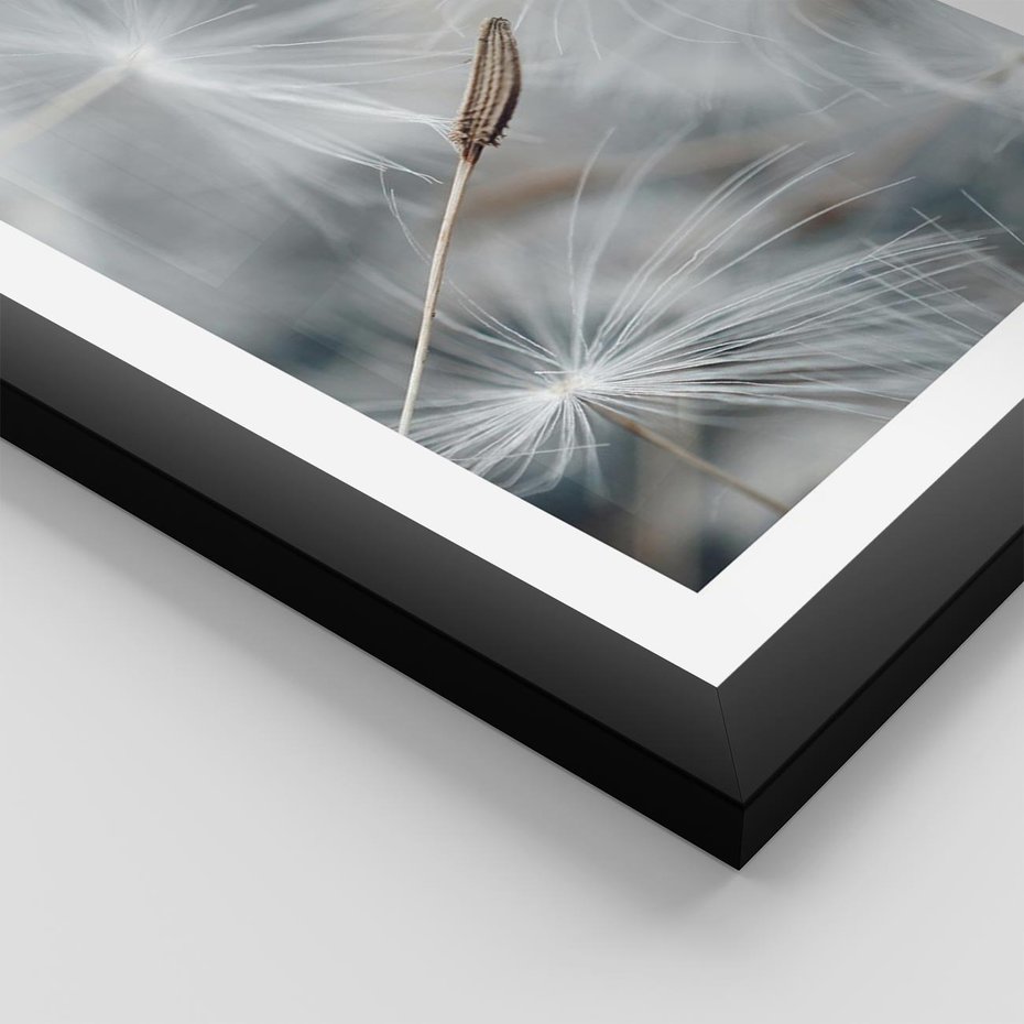 Plakat w ramie 30x40 - Piękno w Delikatności - dmuchawiec, makro zdjęcie - rama czarna