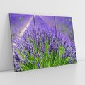 Obraz na płótnie 120x80 - Lawendowe pola piękno natury - lawenda, kwiaty