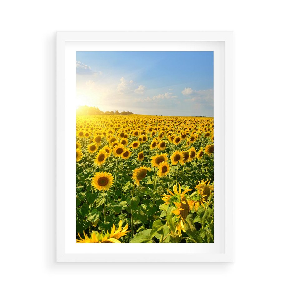 Plakat w ramie 50x70 - Idylla na łące słoneczników - łąka, słoneczniki - rama biała