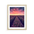 Plakat w ramie 30x40 - Różowe Niebo nad Polami - pola lawendy, zachód słońca - rama drewno