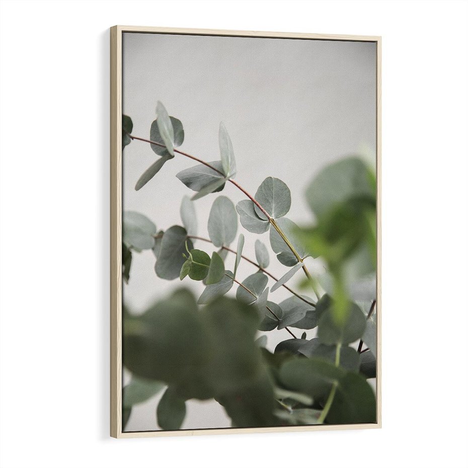 Obraz w ramie 80x120 - Liście eukaliptusa w naturze - eukaliptus, liście - rama drewno