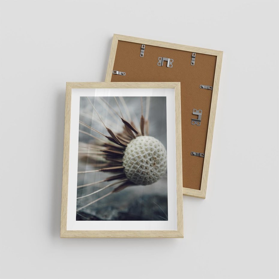 Plakat w ramie 30x40 - Makro Dmuchawiec - dmuchawiec, zbliżenie - rama drewno