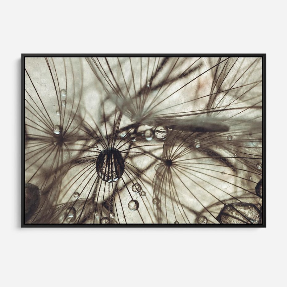 Obraz w ramie 100x70 - Lekkie dmuchawce - dmuchawce, krople - rama czarna