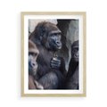 Plakat w ramie 50x70 - Małpy w ich naturalnym środowisku - małpy, szympansy - rama drewno