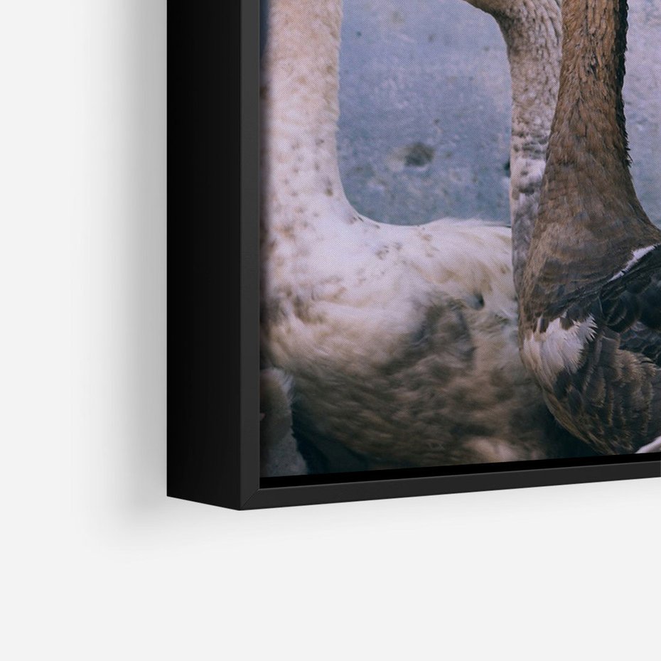 Obraz w ramie 50x70 - Spotkanie Wśród Piór - uchwycony moment, fotografia - rama czarna