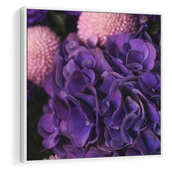 Obraz w ramie 50x50 - Fioletowa hortensja - kwiaty, hortensja - rama biała